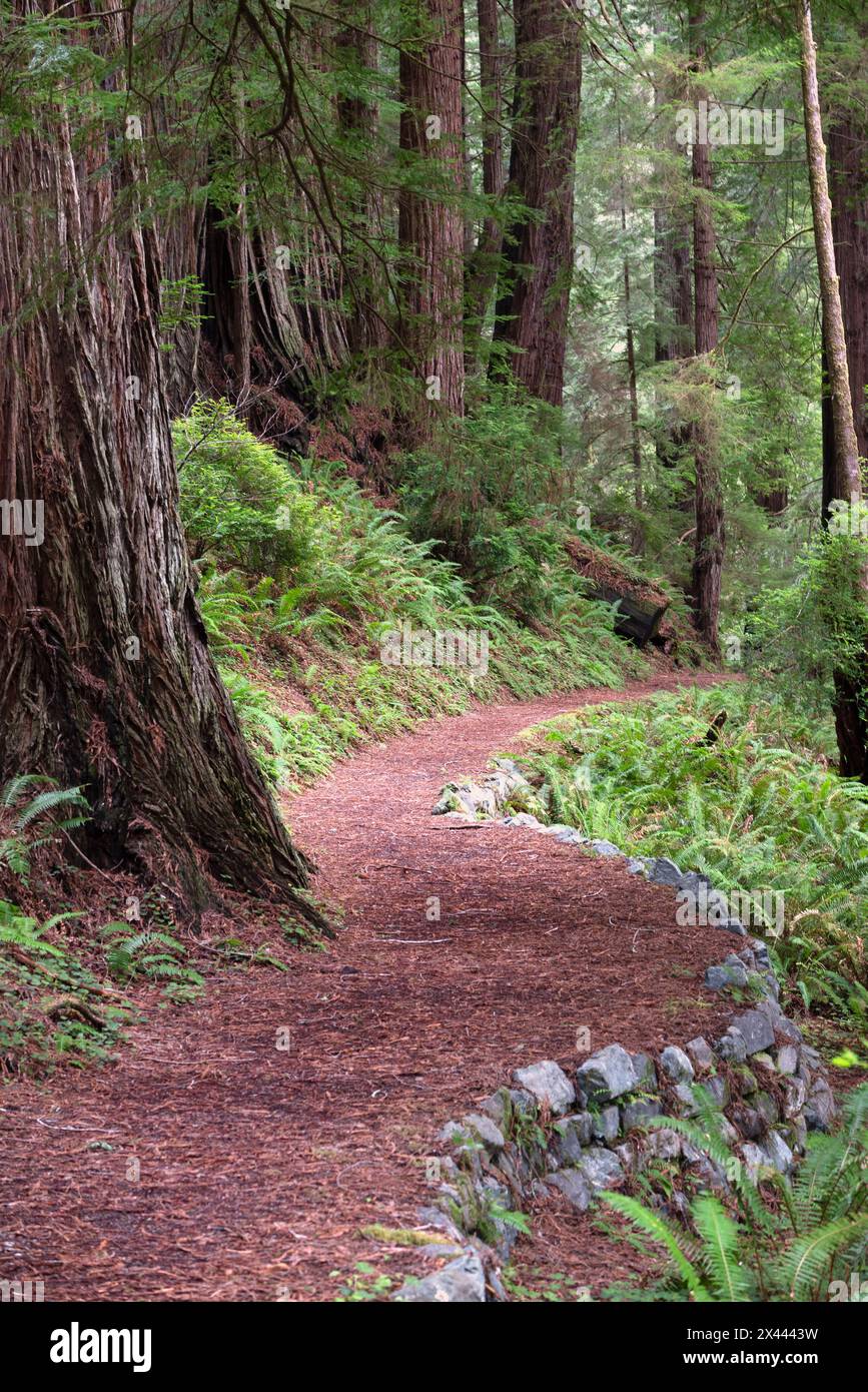États-Unis, Californie. Sentier dans la forêt nationale de séquoias Banque D'Images