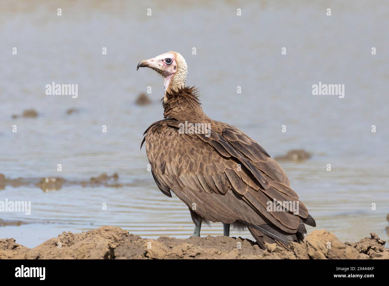 Vulture à capuche (Necrosyrtes monachus) Limpopo, Afrique du Sud. Il est considéré comme gravement menacé en raison de l'empoisonnement, le commerce de la médecine traditionnelle, Banque D'Images