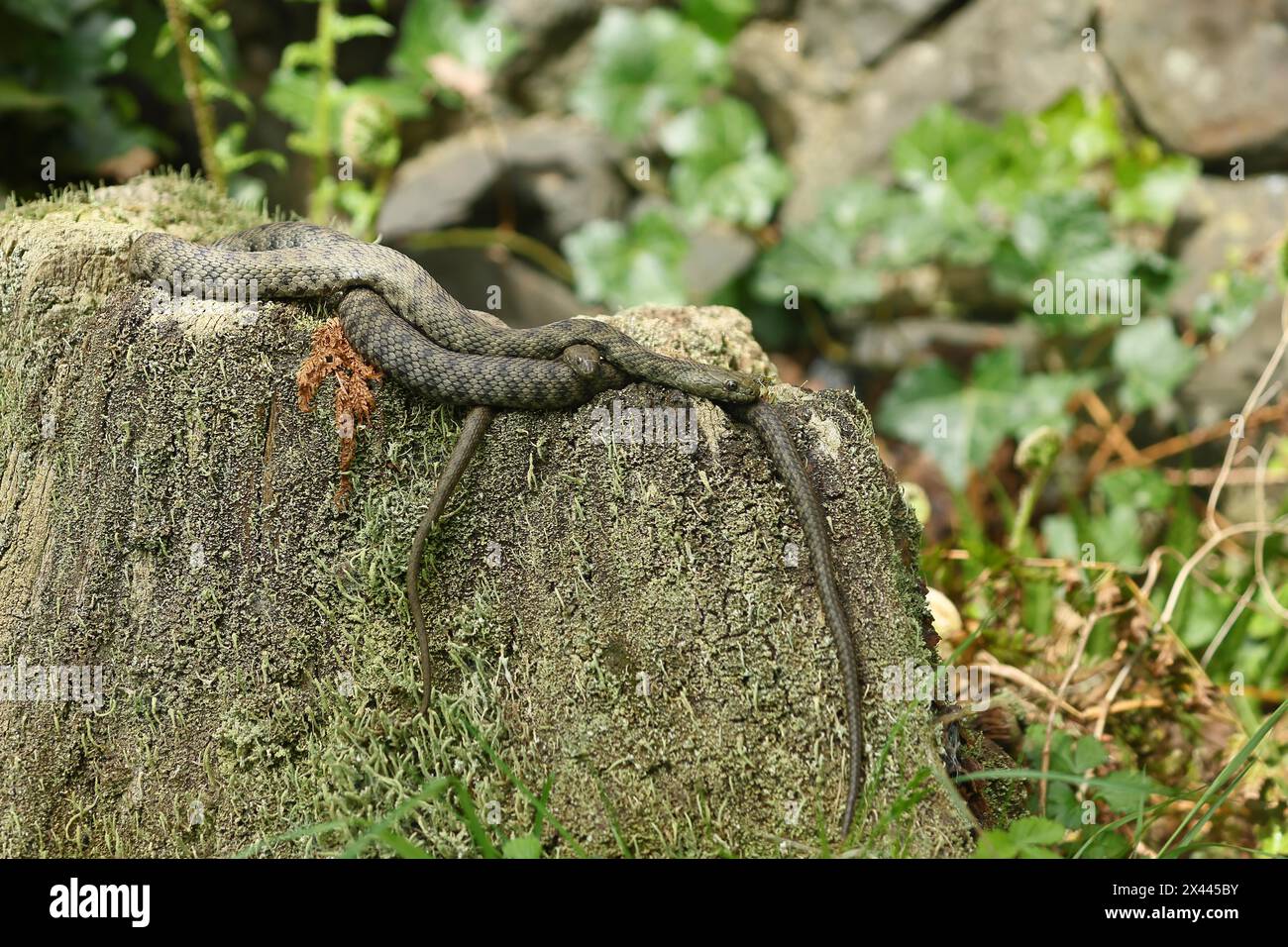Serpent en dés (Natrix tessellata) paire d'animaux couchés enchevêtrés sur une souche d'arbre, Hesse, Allemagne Banque D'Images