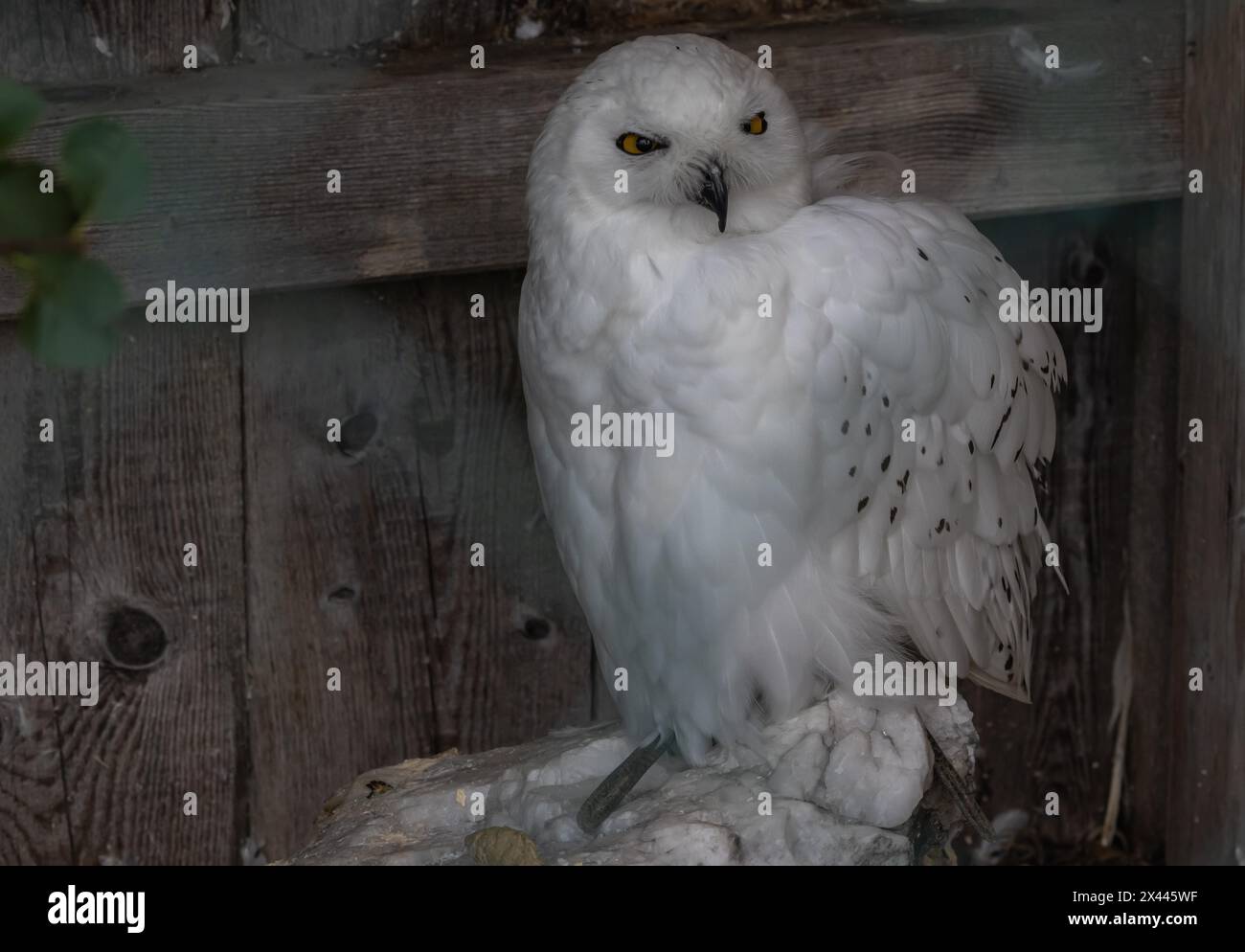 Hibou des neiges (Bubo scandiacus), oiseau, blanc, hibou Banque D'Images