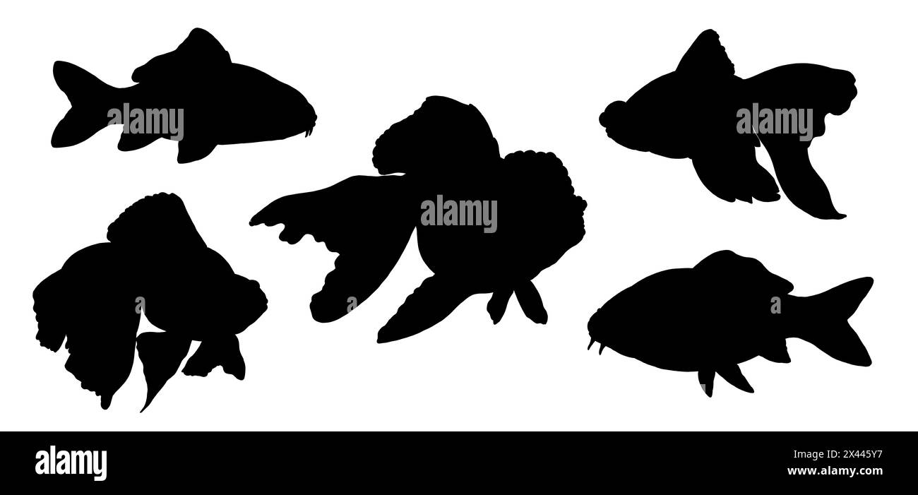 Dessin de silhouette avec des poissons d'aquarium. Illustration avec Koi, Veiltail et Telescope Goldfish. Banque D'Images