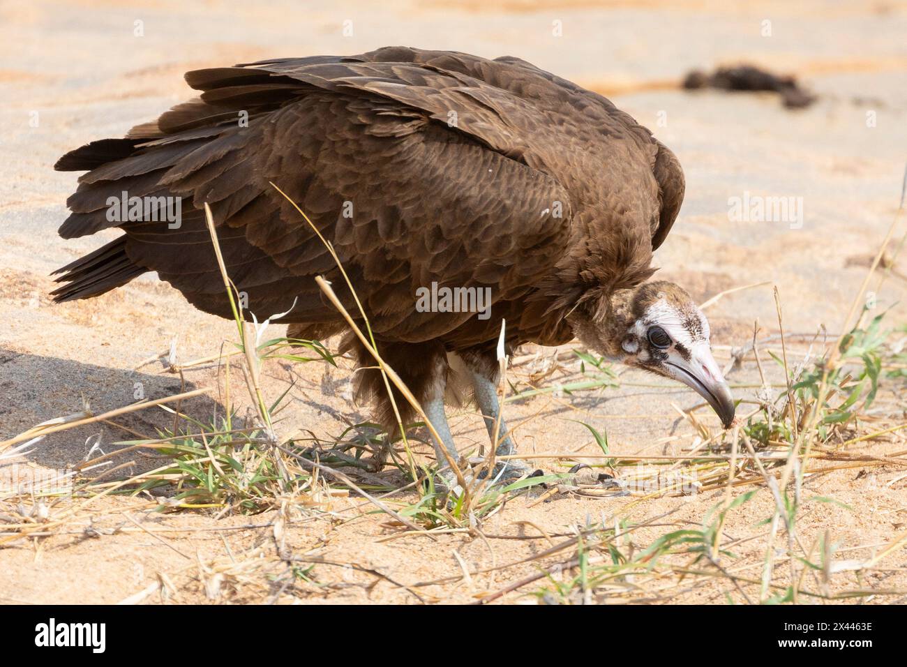 Vulture à capuche (Necrosyrtes monachus) juvénile à la recherche de déchets à a Kill, parc national Kruger, Afrique du Sud. Considéré en danger critique Banque D'Images