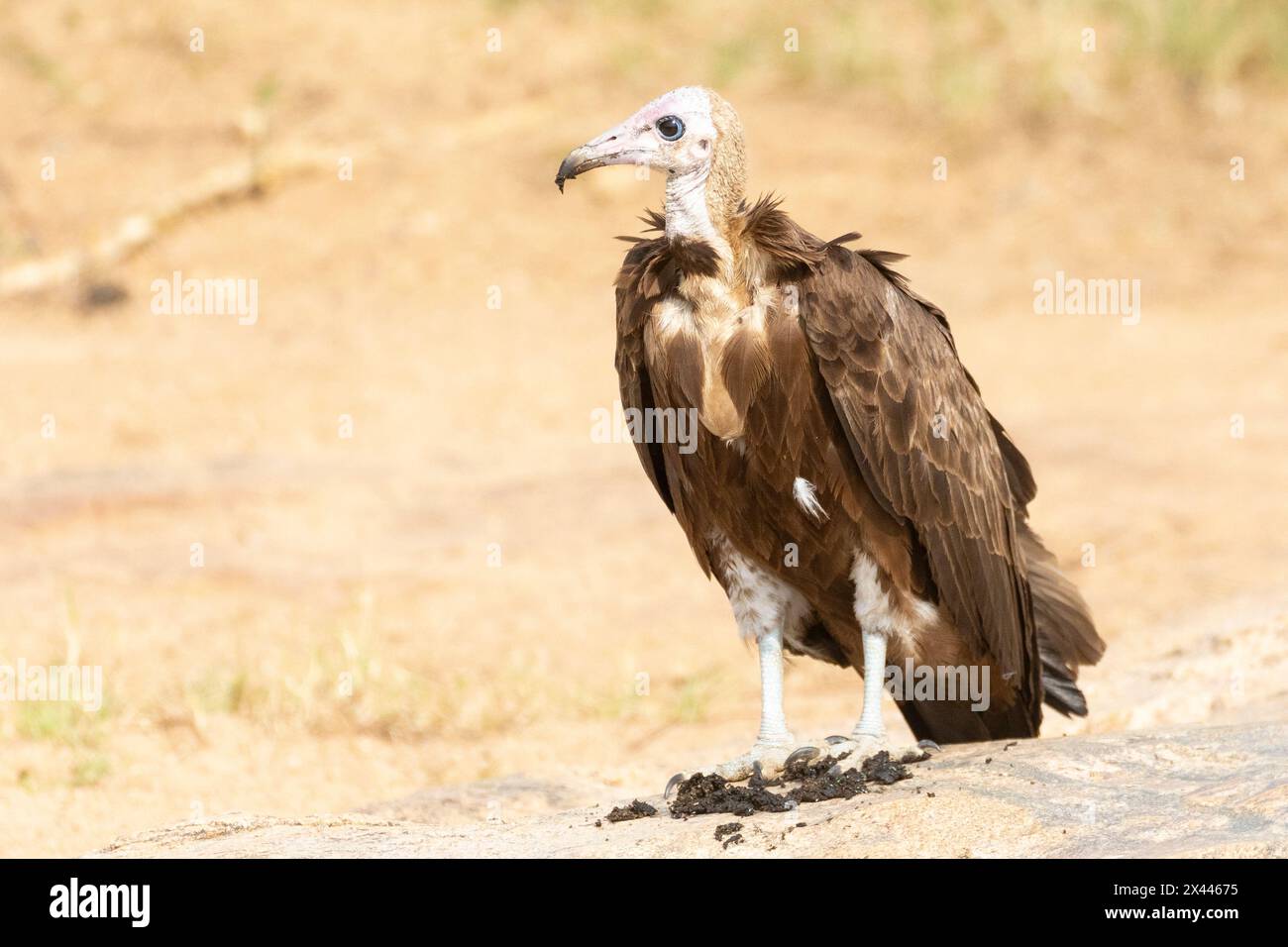 La Vulture à capuchon (Necrosyrtes monachus) est considérée comme une espèce en danger critique en raison de l'empoisonnement, du commerce de la médecine traditionnelle, de la chasse à la nourriture, de la persécution Banque D'Images