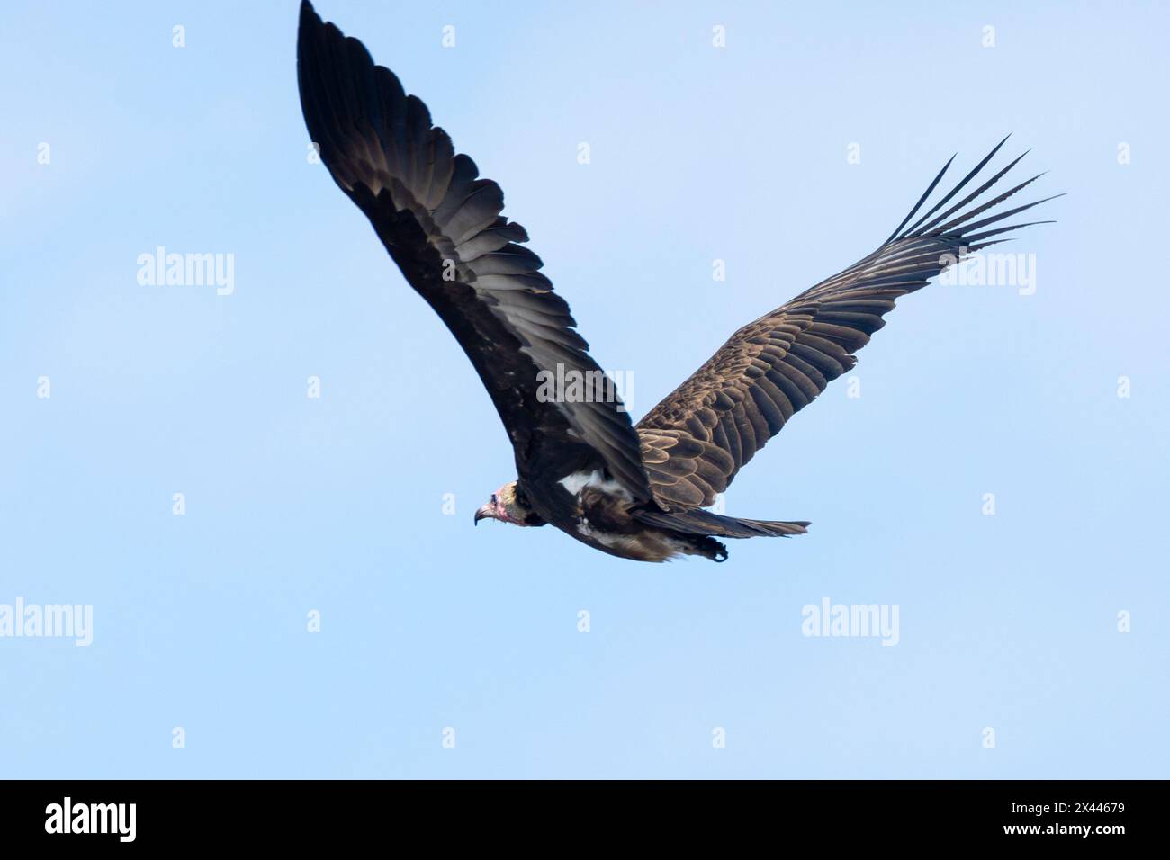 Vulture à capuche (Necrosyrtes monachus) en vol, en vol, Limpopo, Afrique du Sud. Il est considéré comme étant en danger critique d'extinction avec la diminution de la population Banque D'Images