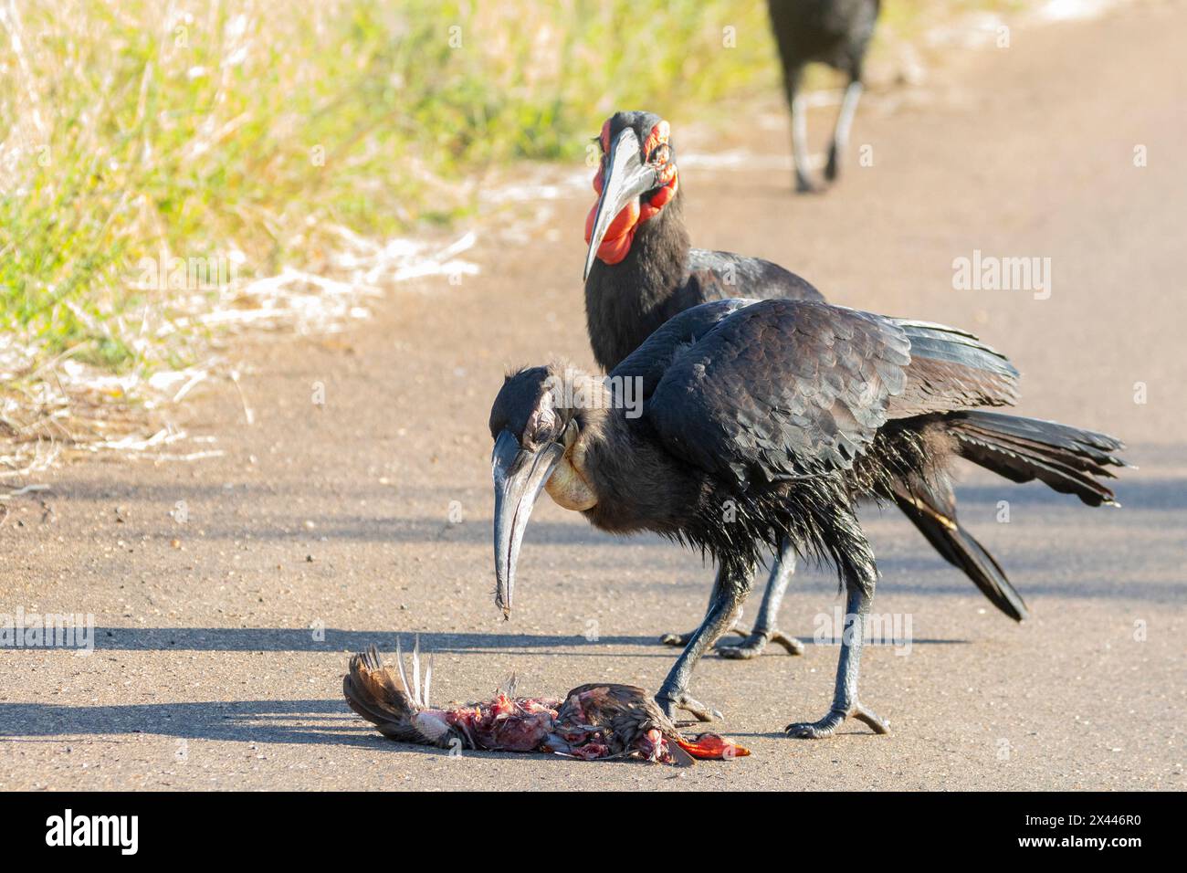 Southern Ground Hornbill (Bucorvus leadbeateri) juvénile et adulte mangeant Swainson's Spurfowl Prey Kruger National Park, Limpopo, Afrique du Sud Banque D'Images