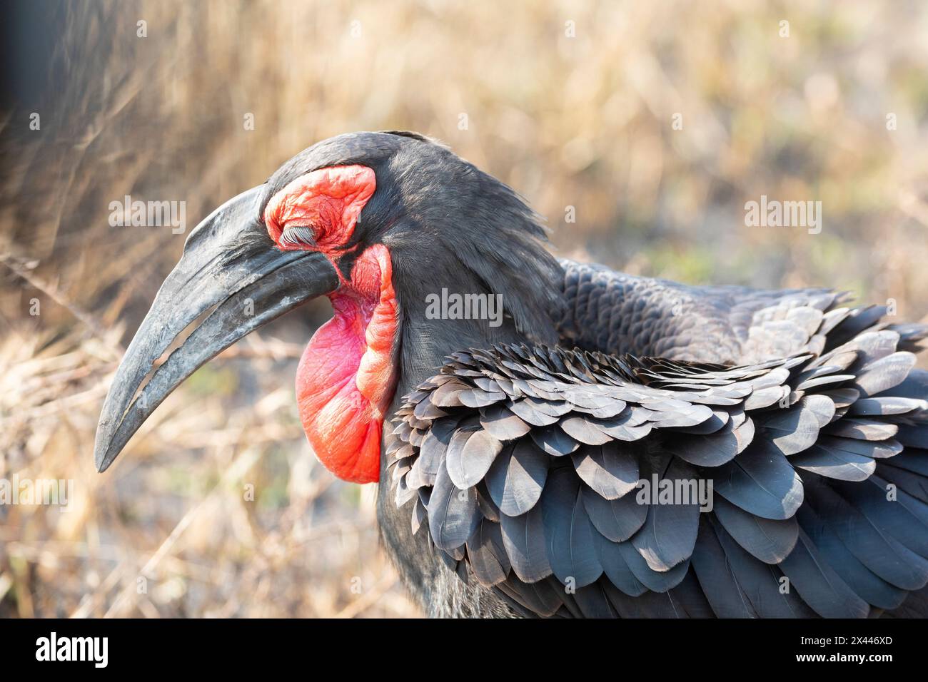 Southern Ground Hornbill (Bucorvus leadbeateri), parc national de Kriger, Limpopo, Afrique du Sud tir de tête d'adulte dans les prairies. Répertorié comme vulnérable Banque D'Images