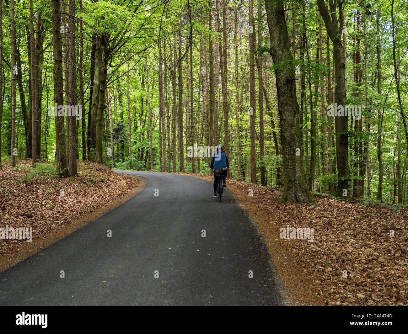 Cycliste, forêt près de Riegersburg, région volcanique de Styrie, Styrie, Autriche Banque D'Images