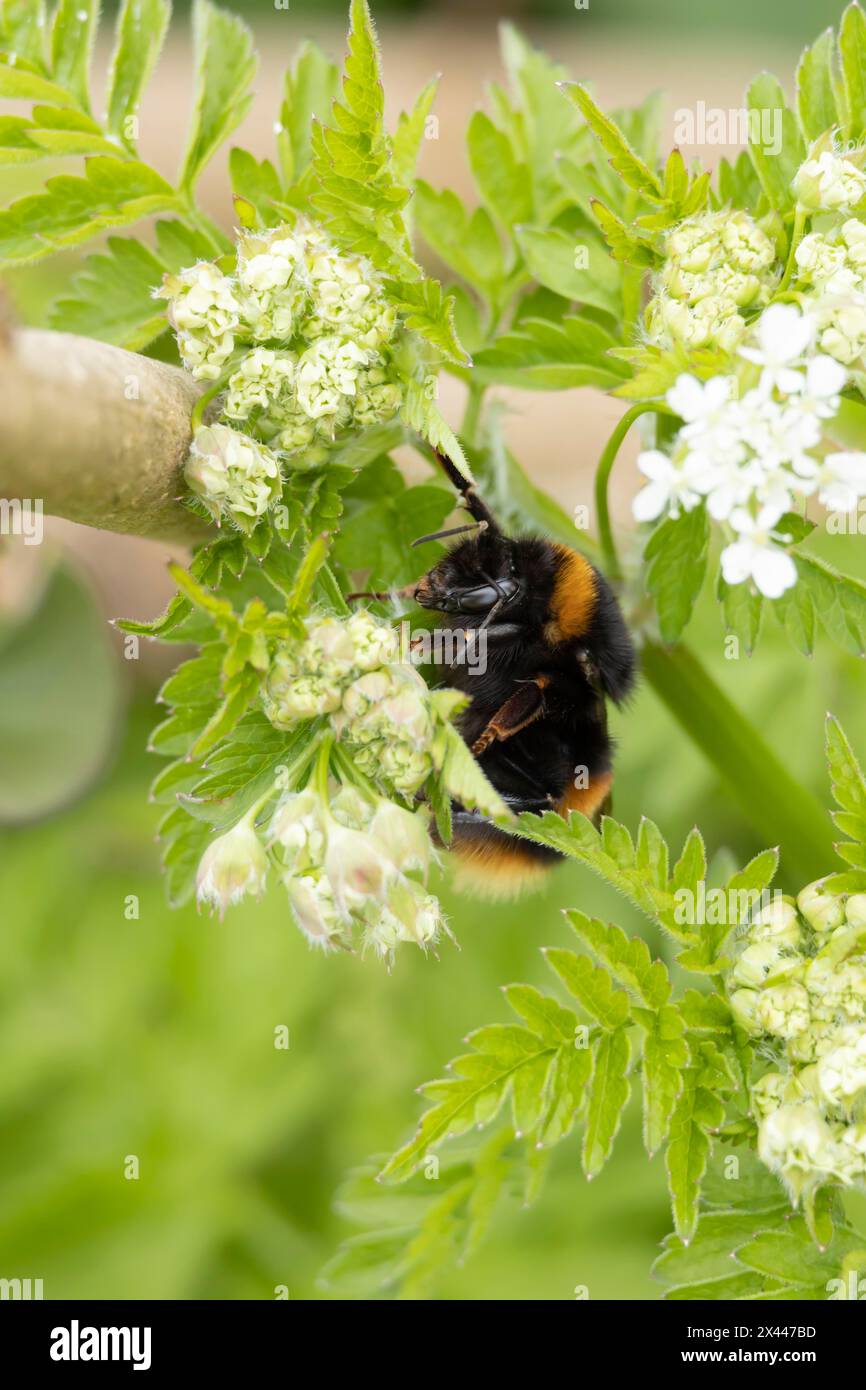 Bourdon à queue buff (Bombus terrestris) adulte reposant sur une tête de fleur de persil de vache, Angleterre, Royaume-Uni Banque D'Images