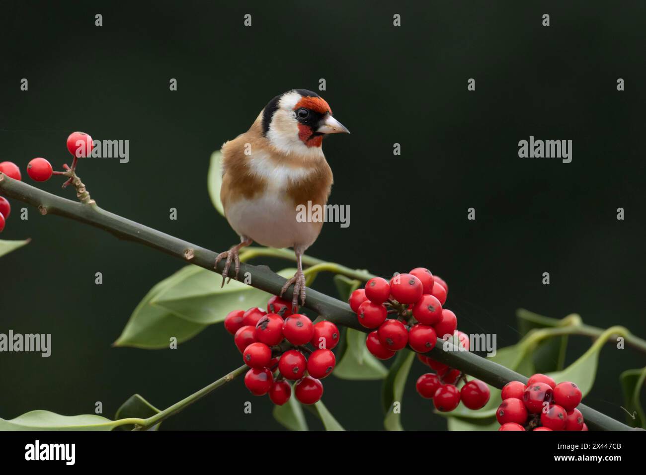 Orfèvre d'Europe (Carduelis carduelis) oiseau adulte sur une branche de houx avec des baies rouges, Angleterre, Royaume-Uni Banque D'Images