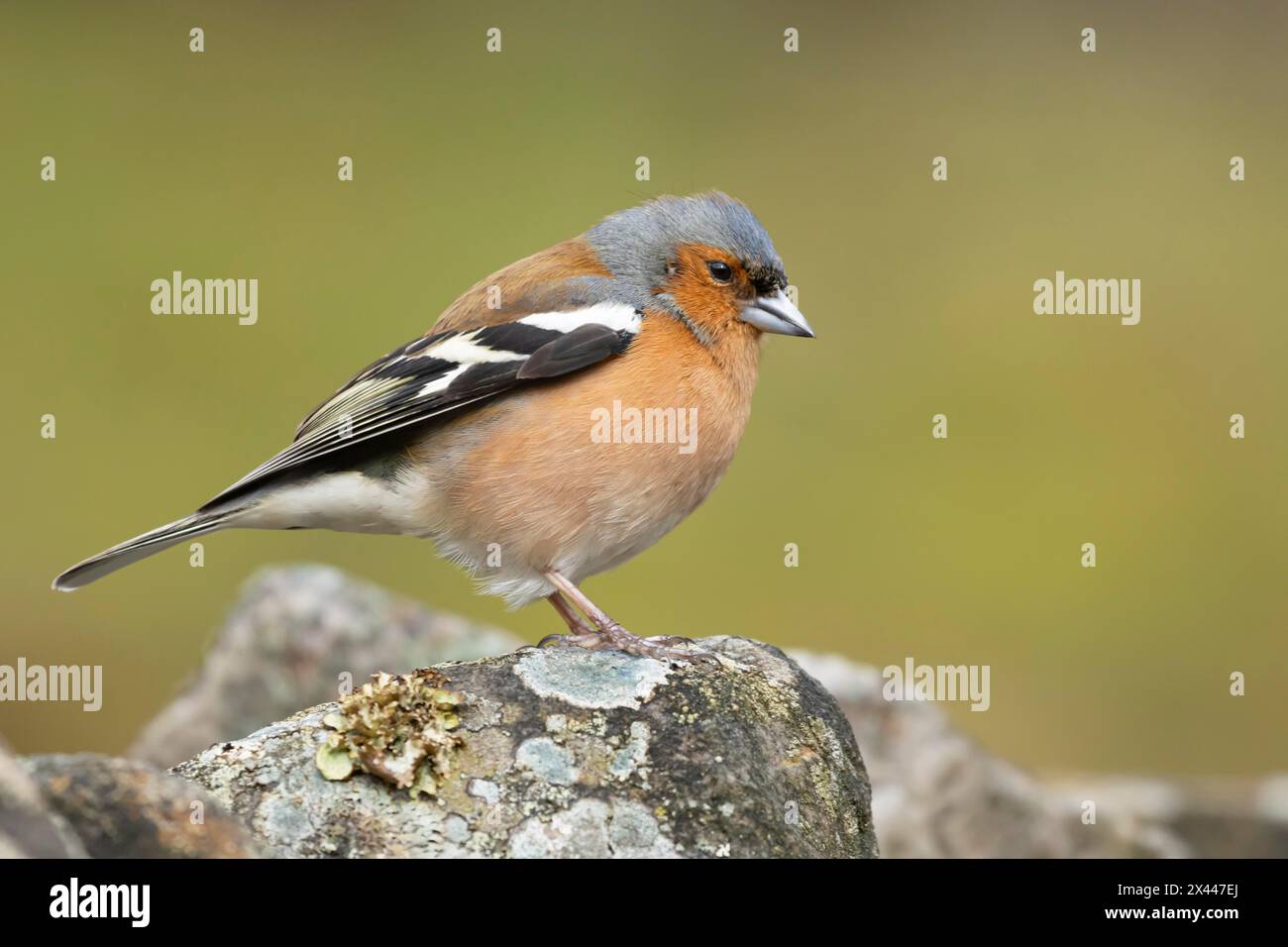Chaffinch eurasien (Fringilla coelebs) oiseau mâle adulte sur un mur de pierre, Angleterre, Royaume-Uni Banque D'Images