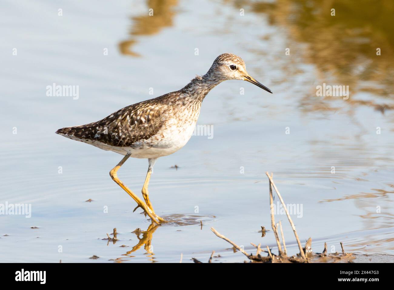 Bois Sandpiper (Tringa glareola), Parc National Kruger, Limpopo, Afrique du Sud marcher avec le cou allongé, une position typique pour l'espèce Banque D'Images