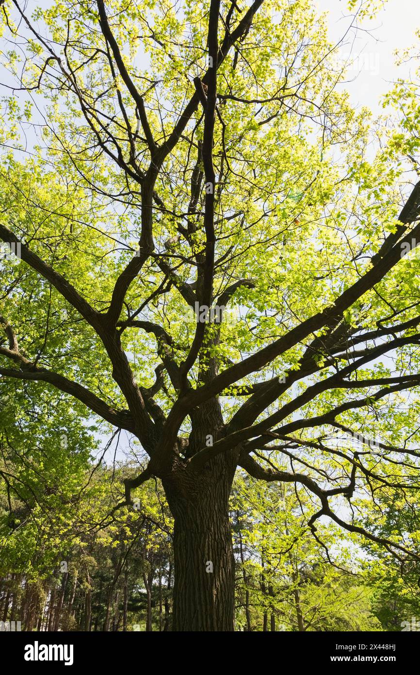 Quercus rubra rétro-éclairé et silhouette, chêne 'rouge du Nord' au printemps, jardin botanique de Montréal, Québec, Canada Banque D'Images