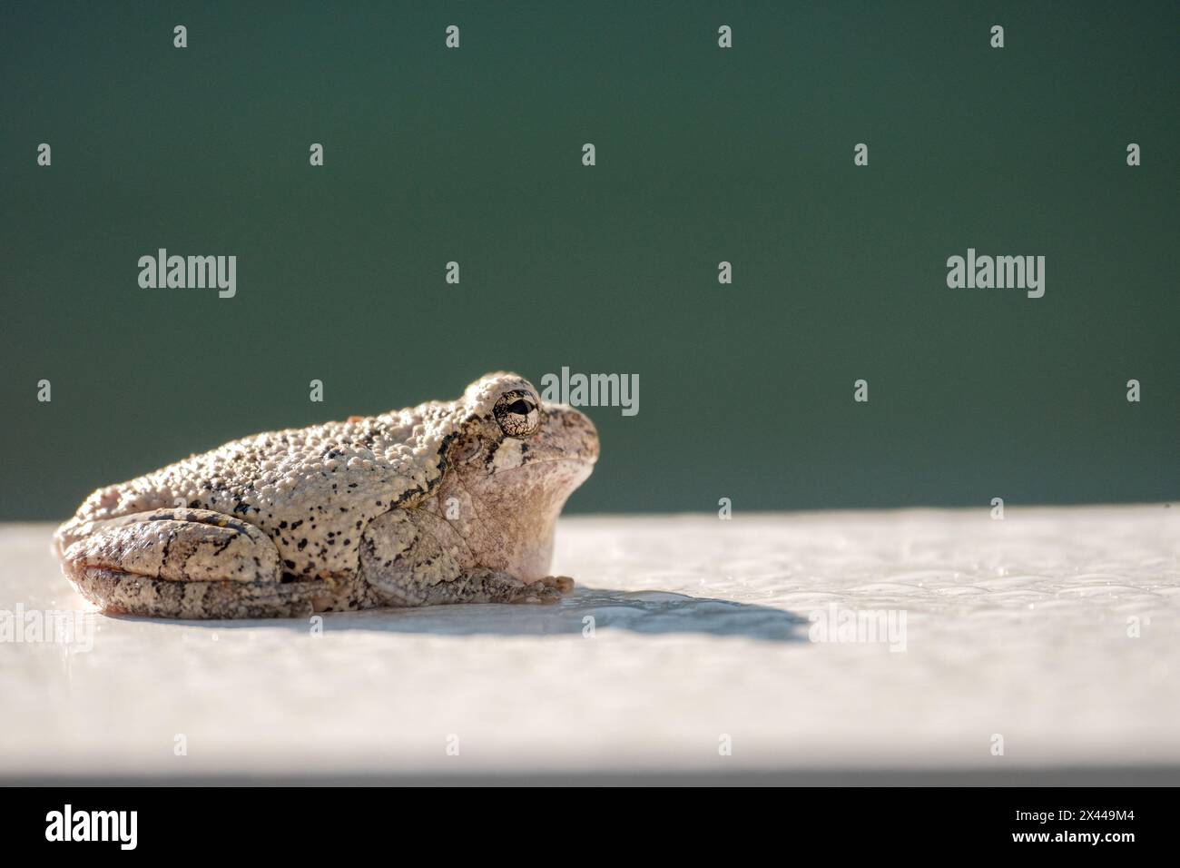Grenouille d'arbre grise attrape le soleil sur la surface blanche Banque D'Images