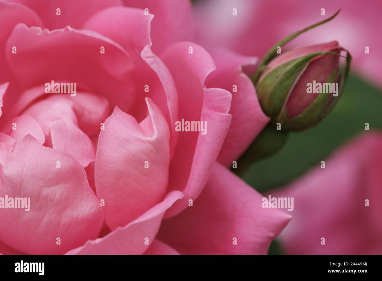 Fleur de rose rose douce et bourgeon de près Banque D'Images
