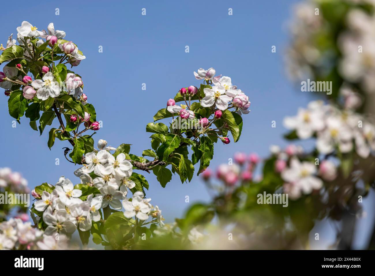Pommier en fleurs, pommier en fleurs sur le lac de Constance, gros plan, Hagnau, Bade-Wuerttemberg, Allemagne Banque D'Images