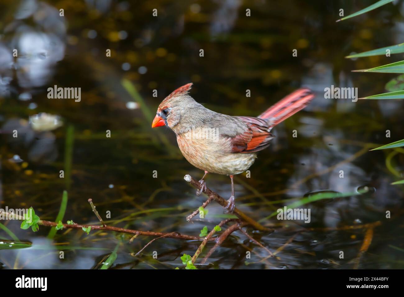 Un cardinal féminin. Banque D'Images