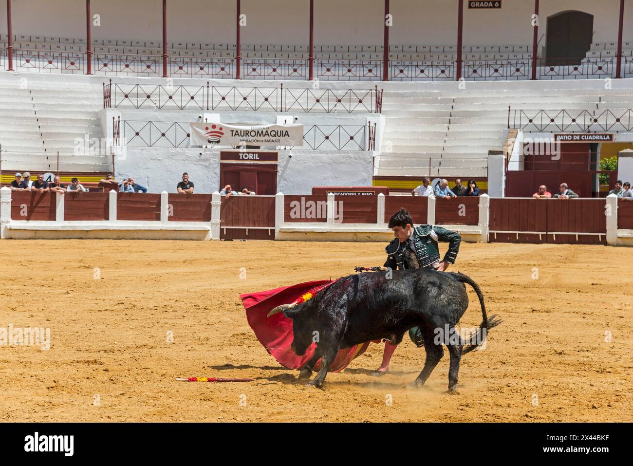 Matador en action avec un taureau dans une arène de tauromachie, scène dynamique, tauromachie, arène de tauromachie, Merida, Badajoz, Estrémadure, Espagne Banque D'Images