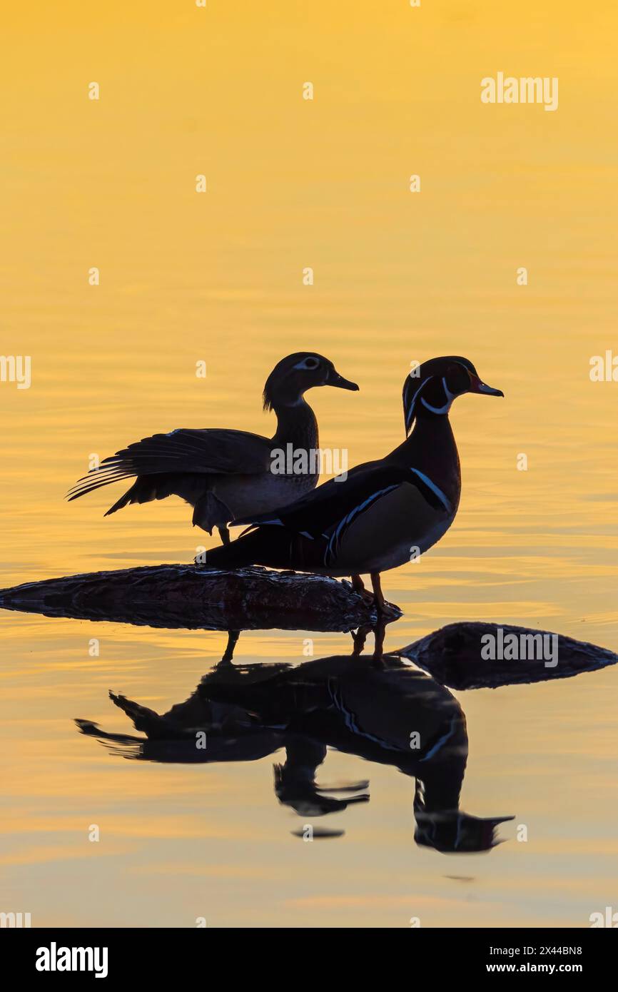 Canards des bois mâle et femelle en milieu humide sur grumes au lever du soleil, comté de Marion, Illinois. Banque D'Images