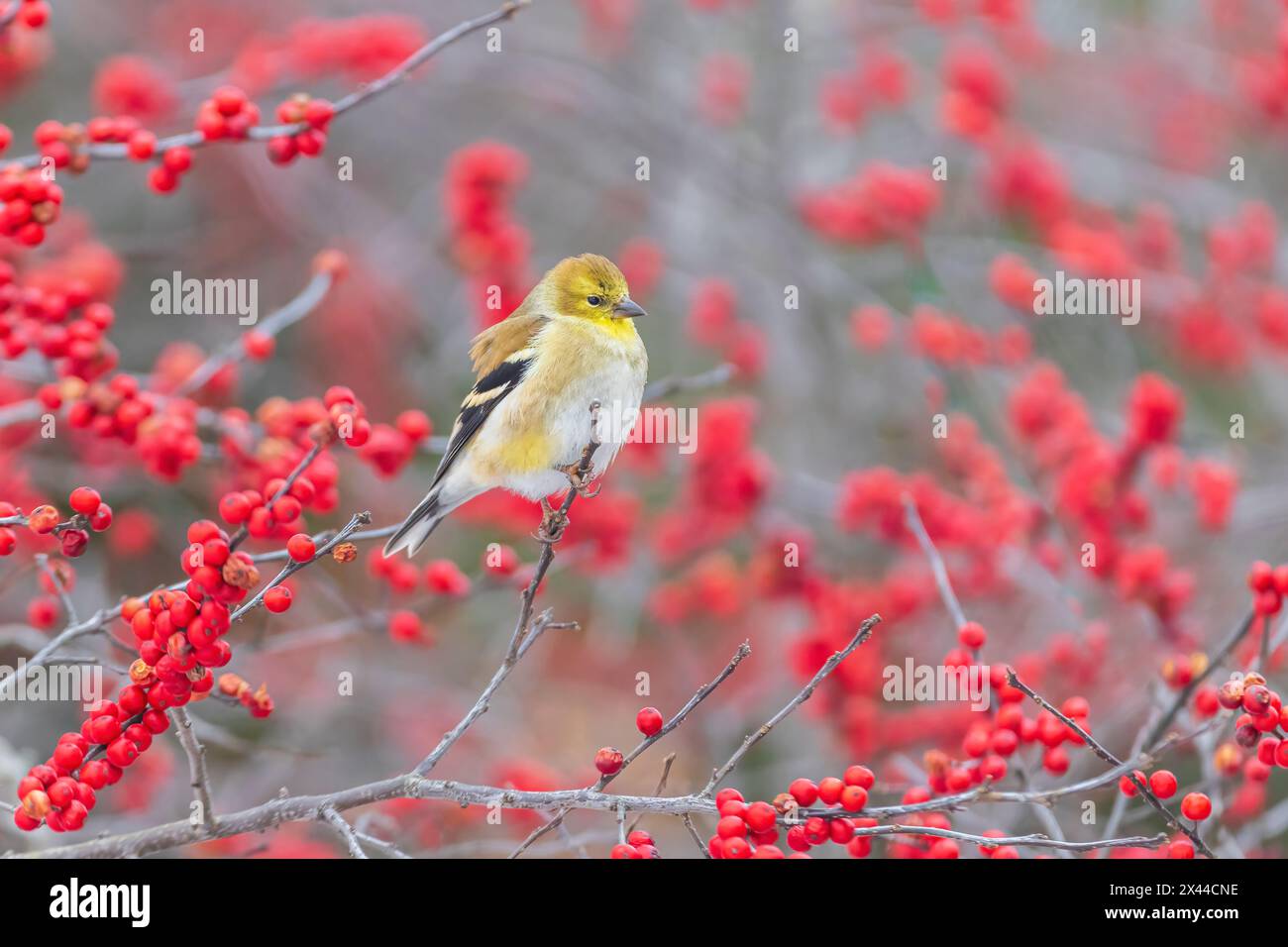 American Goldfinch dans le plumage d'hiver dans le buisson de Winterberry, comté de Marion, Illinois. Banque D'Images
