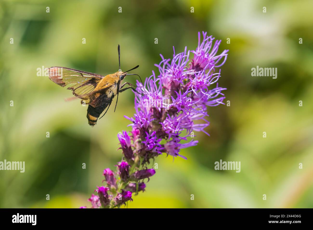 Clearwing Snowberry à Prairie Blazing Star, comté d'Effingham, Illinois Banque D'Images