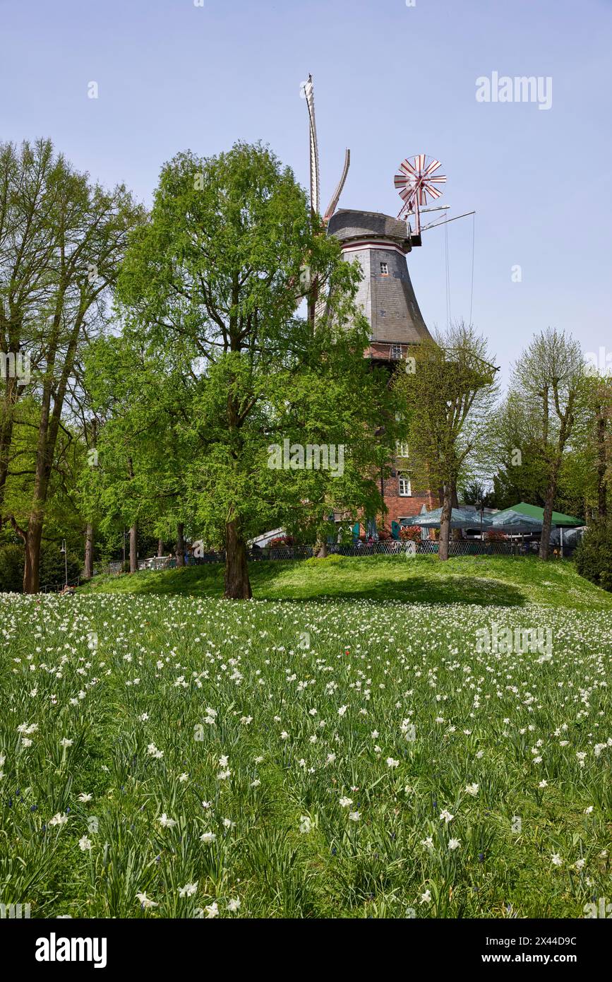 Moulin am Wall et champ de fleurs dans le Wallanlagen à Brême, ville hanséatique, État de Brême, Allemagne Banque D'Images