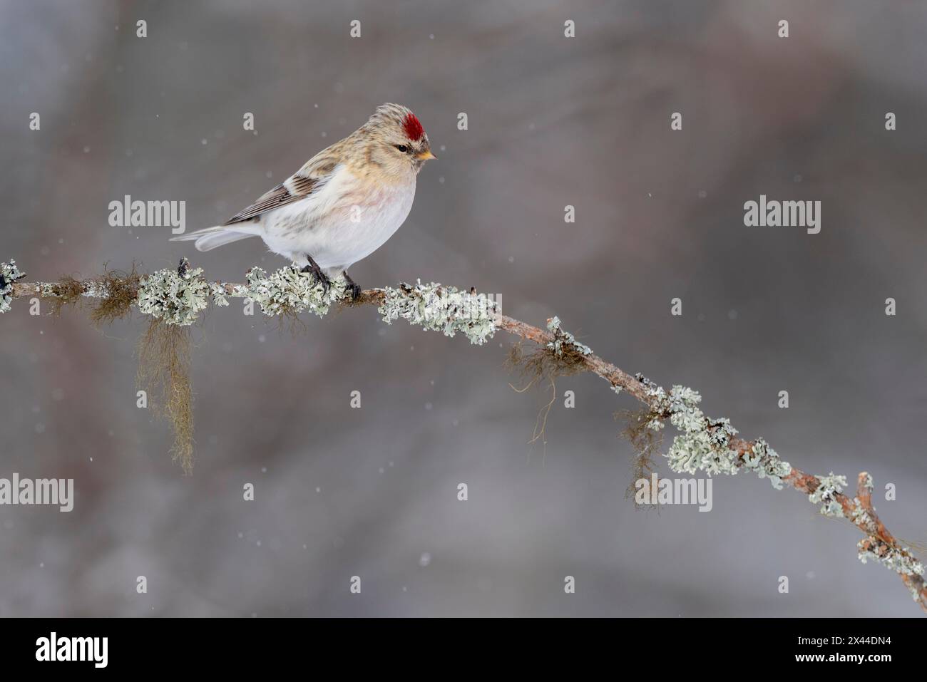 Poll rouge de l'Arctique du Nord (Acanthis hornemanni), dans la neige, Kaamanen, Finlande Banque D'Images