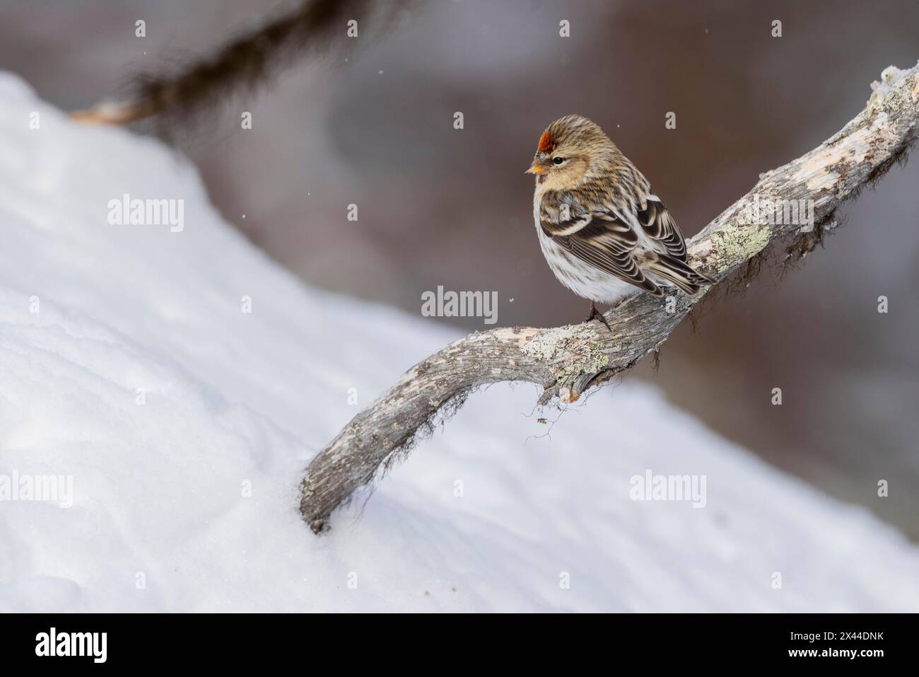 Poll rouge de l'Arctique du Nord (Acanthis hornemanni), dans la neige, Kaamanen, Finlande Banque D'Images