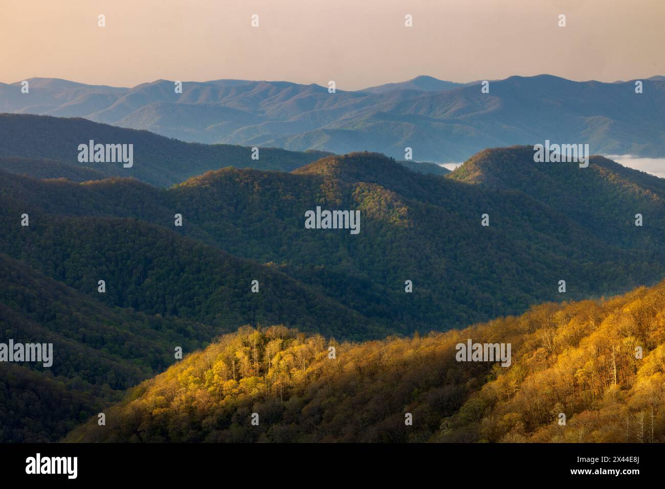 Première lumière frappant la pente d'une montagne dans la vallée de Deep Creek, parc national des Great Smoky Mountains, Caroline du Nord Banque D'Images