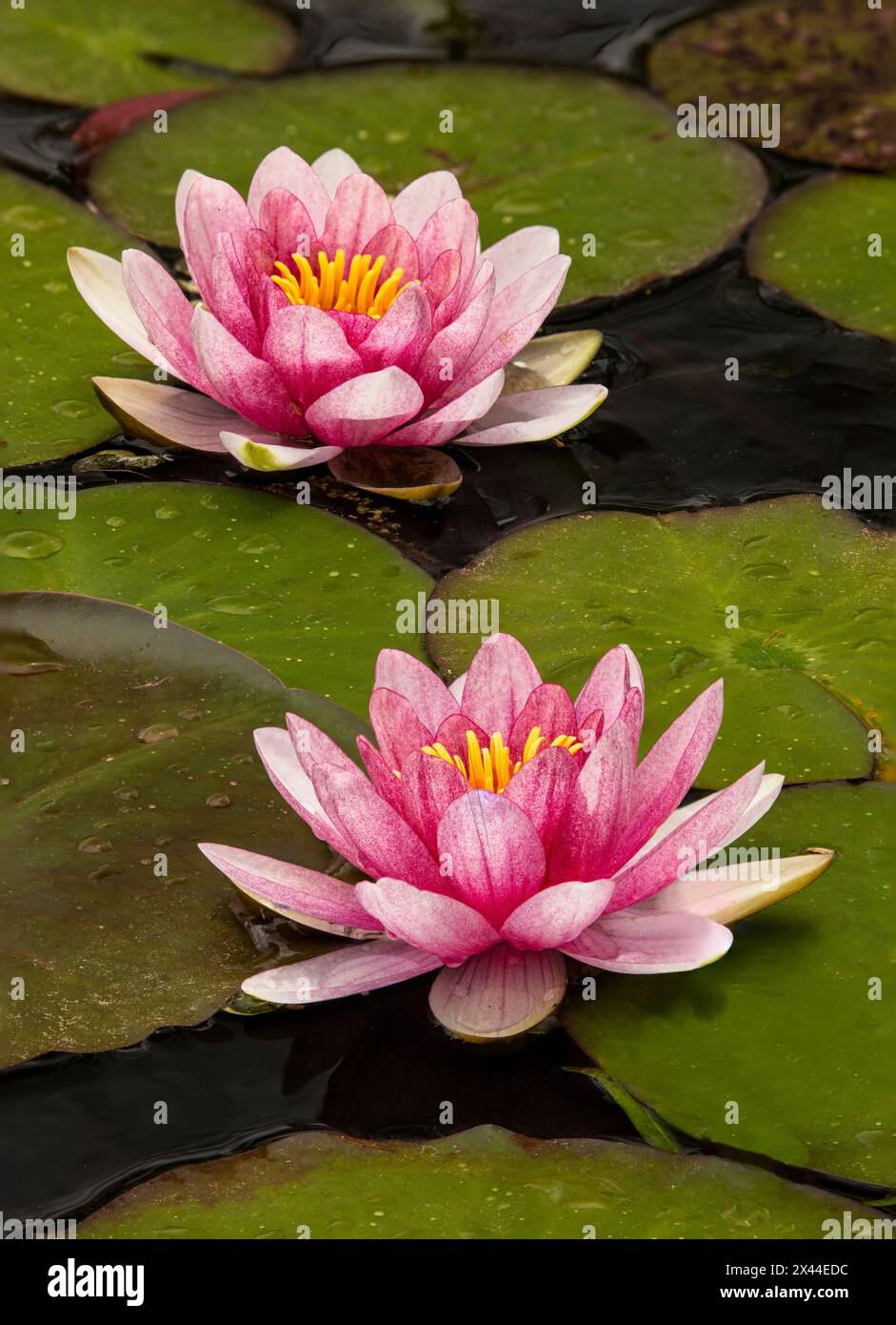 Nénuphar hybride rose et blanc, Caroline du Nord Banque D'Images