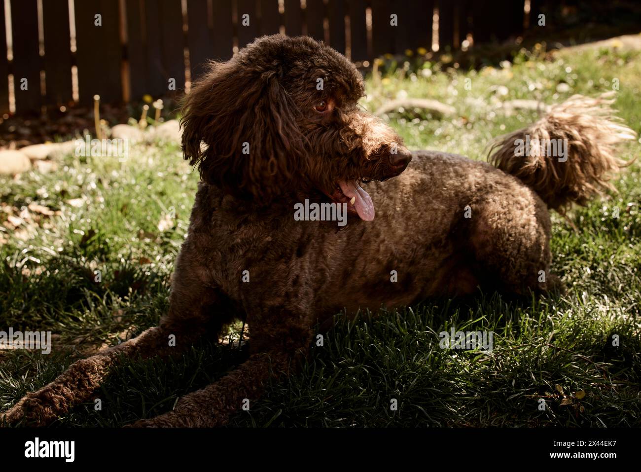 Labradoodle dans la cour arrière. Banque D'Images