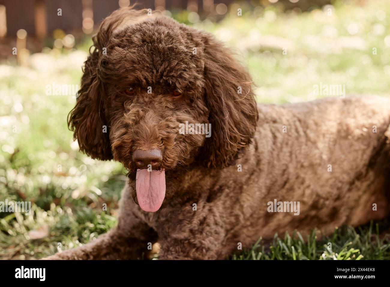 Labradoodle dans la cour arrière. Banque D'Images