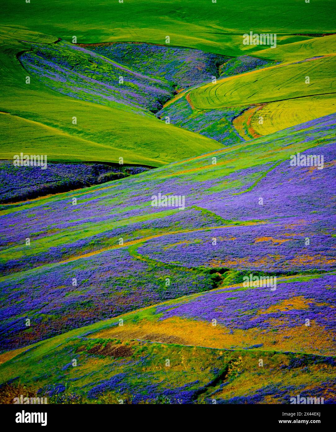 États-Unis, Oregon, Milton-Freewater. Un cheval de bataille de la culture de couverture, la vesce apporte de l'azote ou de la biomasse à un vignoble, protège les sols du vent et de la pluie, tandis que moi Banque D'Images