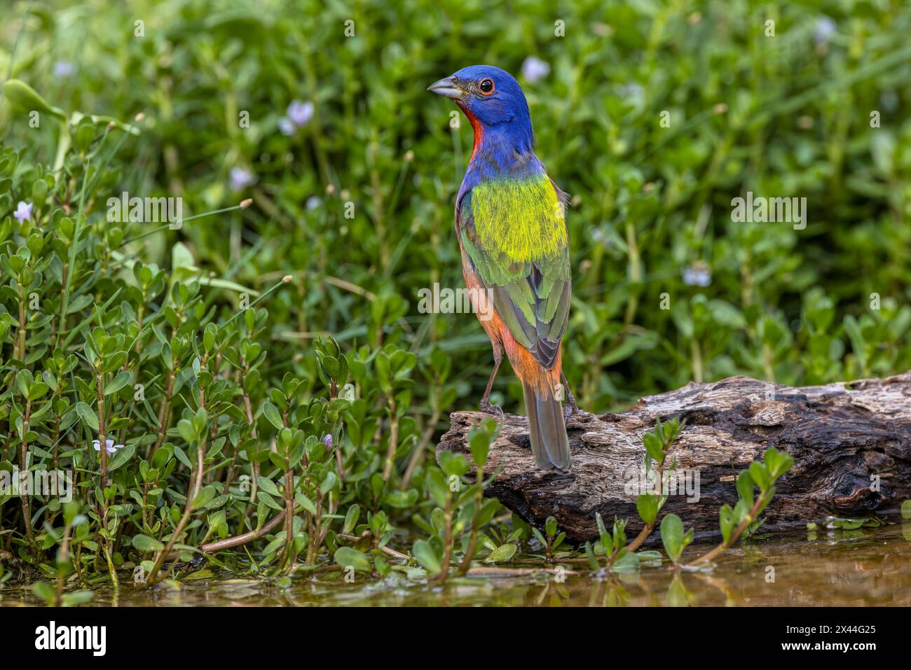 Banderole peinte, vallée du Rio Grande, Texas Banque D'Images