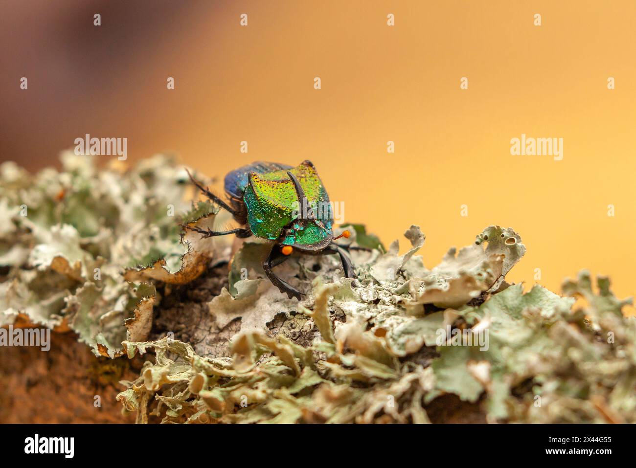 États-Unis, Texas, comté de Hidalgo. Gros plan sur le scarabée arc-en-ciel. Banque D'Images