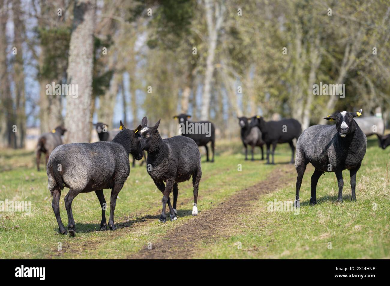 Moutons aboutant les têtes ensemble. Deux moutons se battant sur une pelouse verte. Dans le pâturage au printemps. Banque D'Images