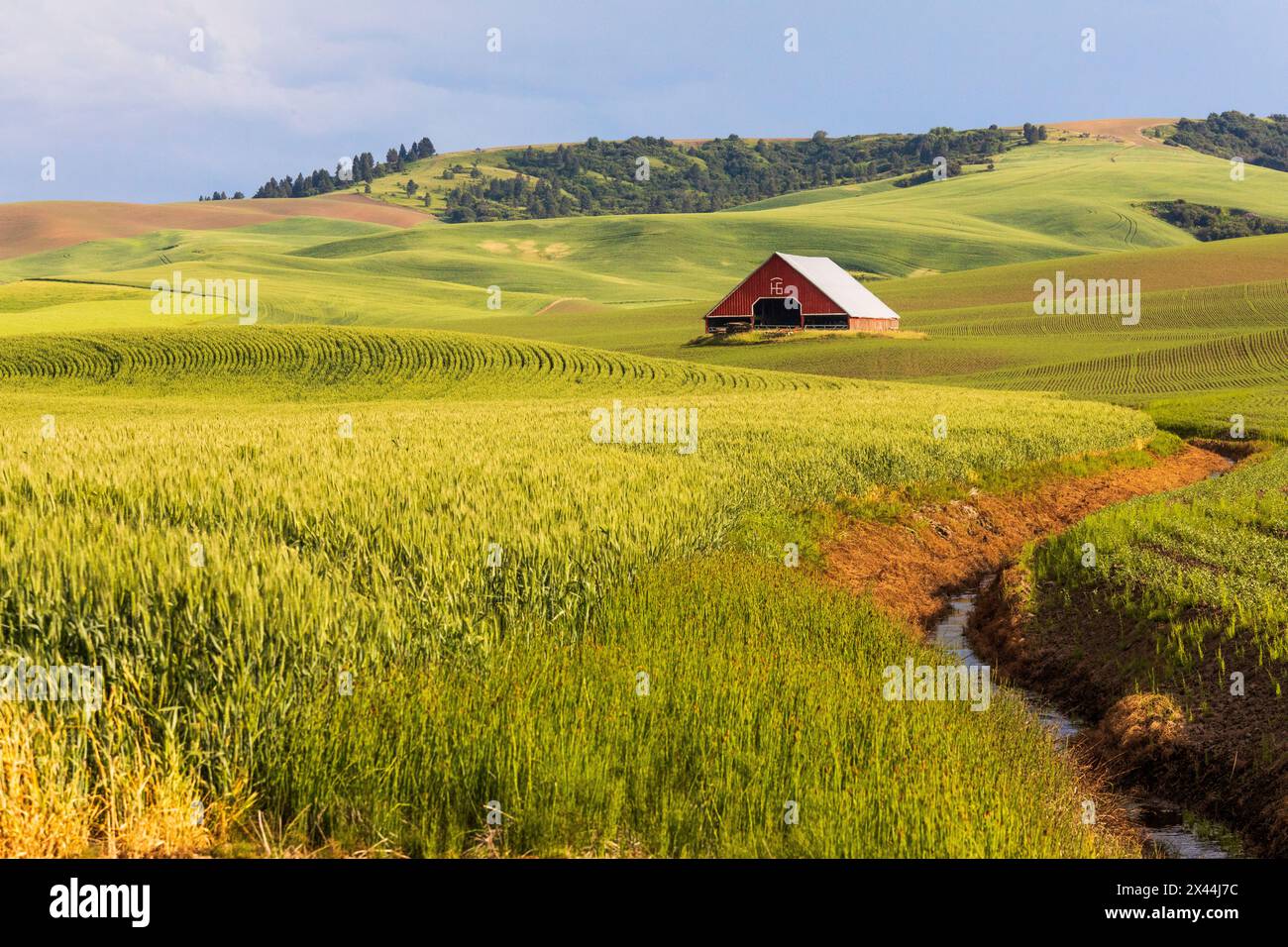 États-Unis, État de Washington, Colton, Palouse. Grange rouge, champs de blé vert. Blue Sky. (Usage éditorial uniquement) Banque D'Images