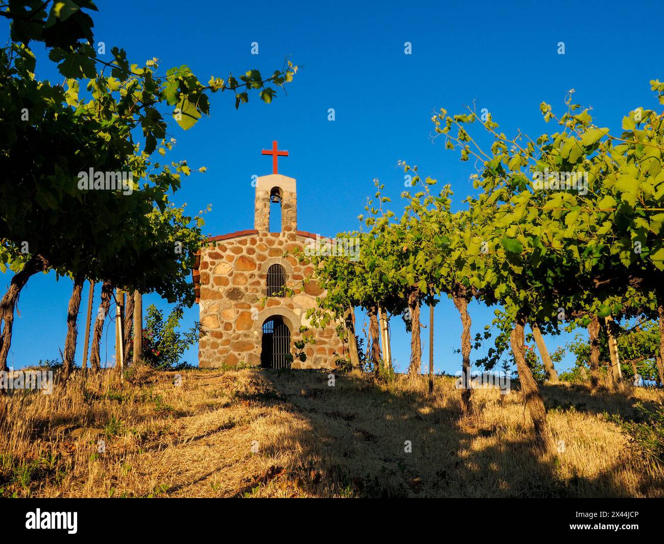 Vignobles de saule rouge avec chapelle en pierre. (PR) Banque D'Images