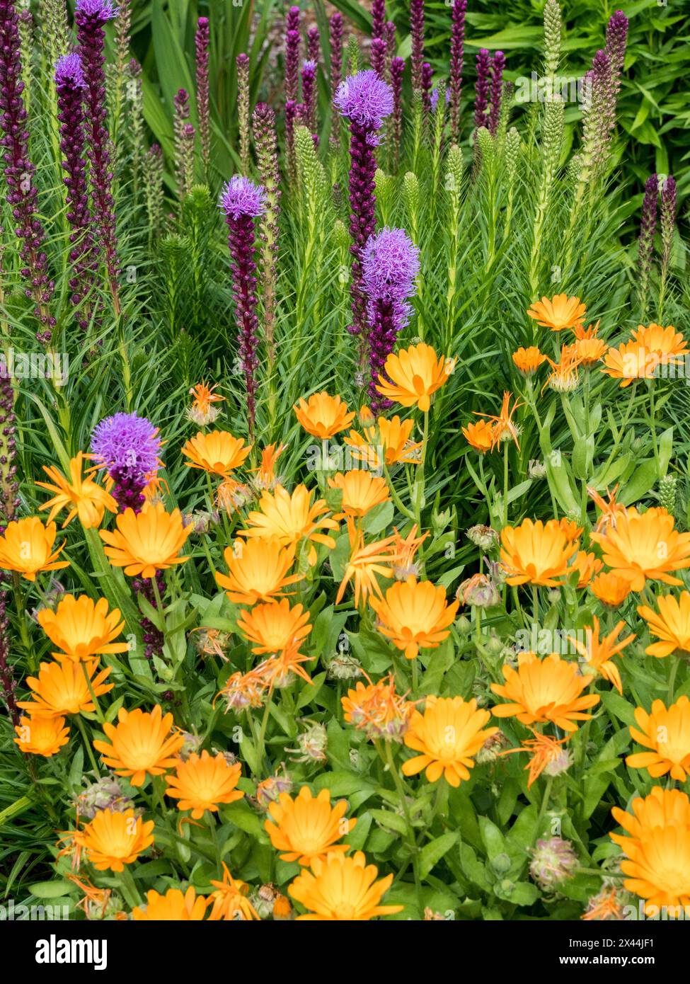 Fleurs de calendula orange vif et Liatris spicata pourpre fleurissant dans un jardin. Banque D'Images