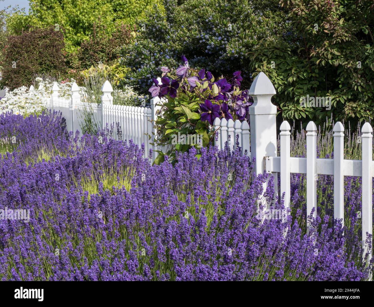 Clôture de piquet blanche avec lavande violette et clématites violettes foncées. Banque D'Images