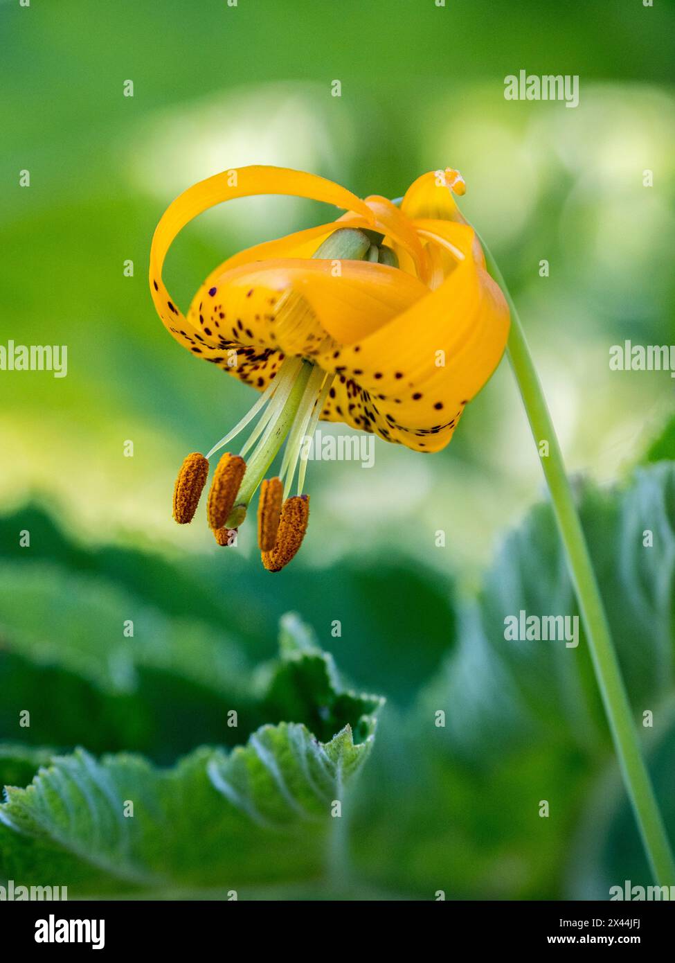 Lys orange du Columbia (lys tigres) dans le parc national Olympic Peninsula. Banque D'Images