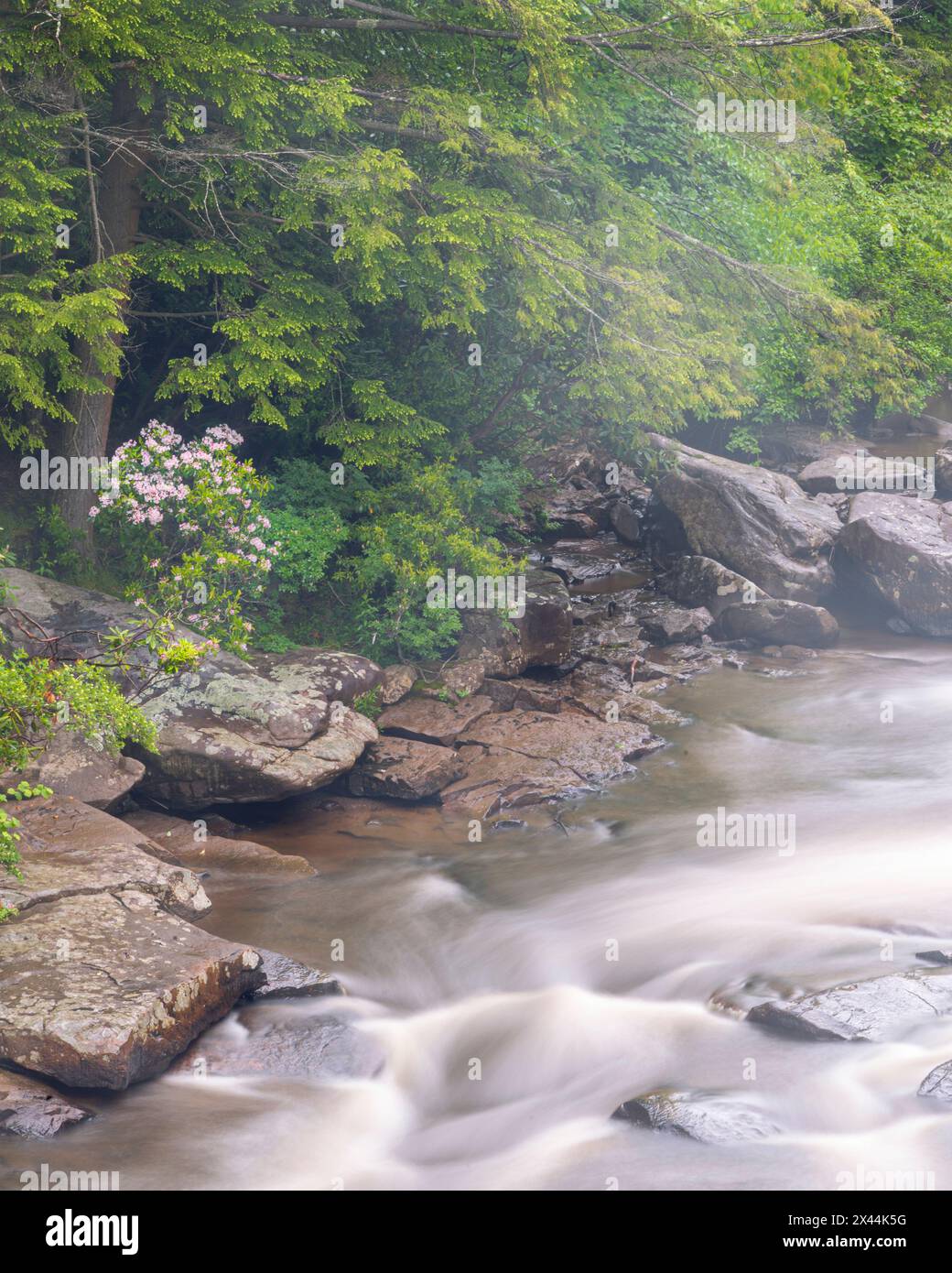 États-Unis, Virginie occidentale, Blackwater Falls State Park. Rapides de Blackwater River. Banque D'Images