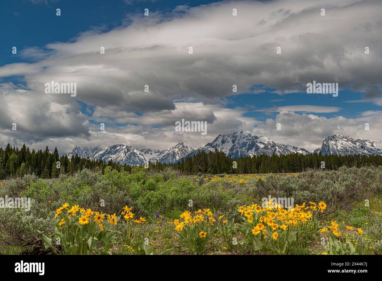 USA, Wyoming. Paysage des fleurs sauvages balsamroot d'Arrowleaf et des monts Teton, parc national de Grand Teton Banque D'Images
