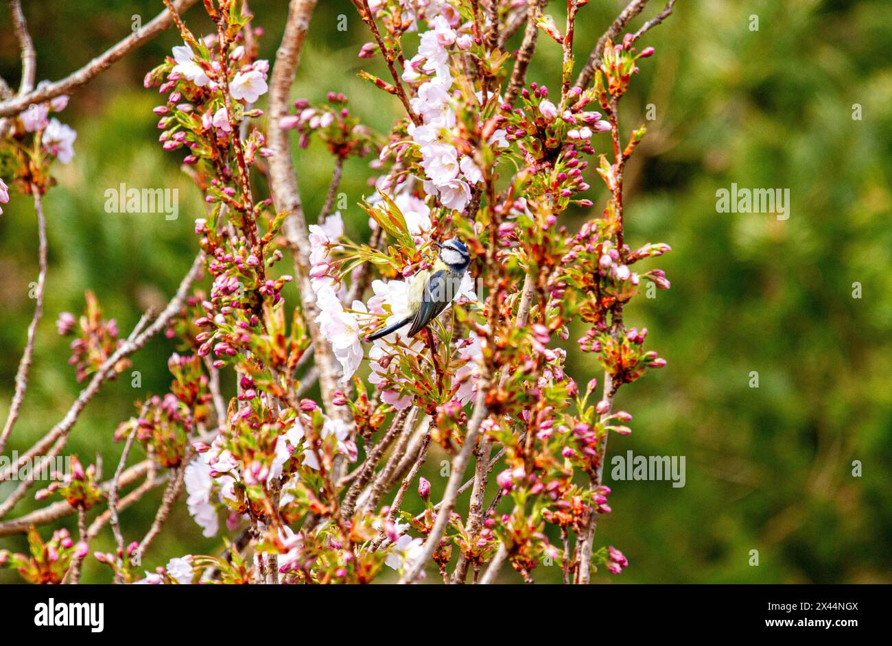 Dundee, Tayside, Écosse, Royaume-Uni. 30 avril 2024. Météo britannique : soleil printanier doux en avril et un bel oiseau Blue Tit (Cyanistes caeruleus) se perche sur un cerisier en fleurs dans un jardin, grignotant les fleurs roses à Dundee, en Écosse. Crédit : Dundee Photographics/Alamy Live News Banque D'Images