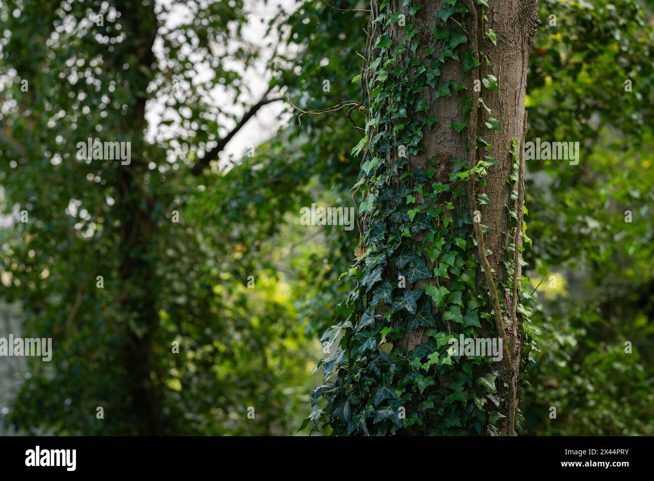 Hedera Helix, le lierre commun, lierre anglais, fond de lierre européen. Green Ivy (Hedera Helix) grimpant à un arbre. Banque D'Images