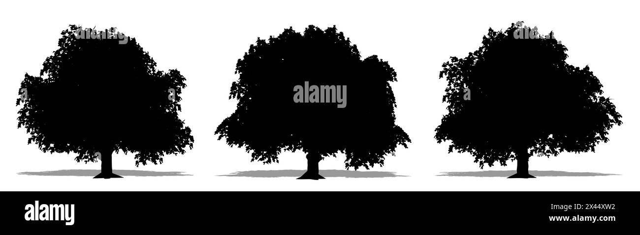 Ensemble ou collection de châtaigniers à cheval comme une silhouette noire sur fond blanc. Concept ou illustration conceptuelle 3D pour la nature, la planète, l'écologie Banque D'Images