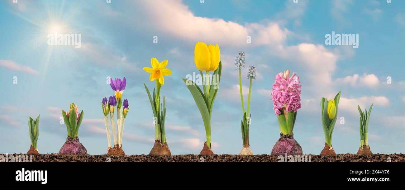 Stades de croissance de tulipe, jacinthe, raisin bleu, crocus et narcisse du bulbe de fleur à la fleur en fleurs dans un paysage ensoleillé Banque D'Images