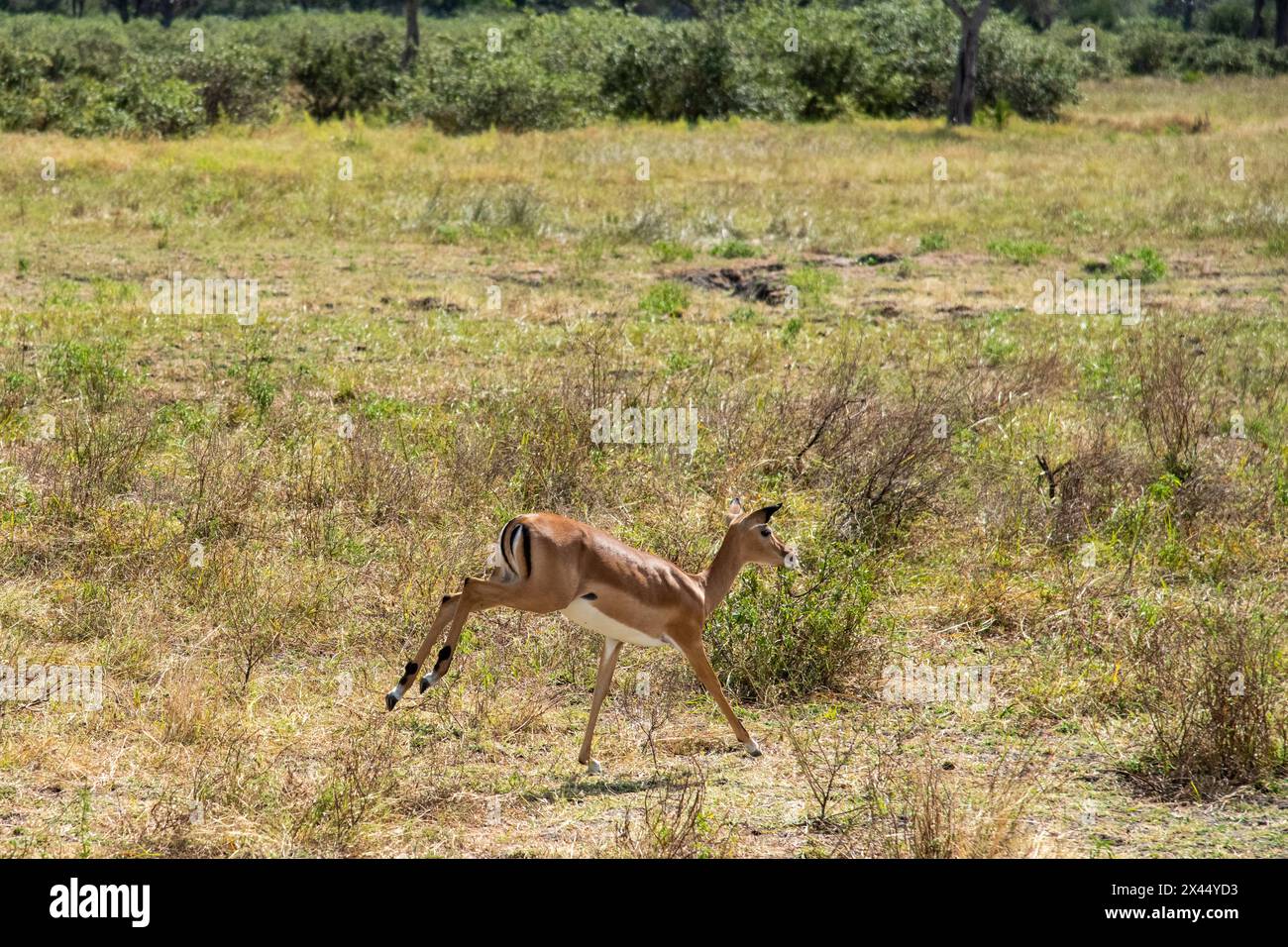 Les Impalas bondissent au parc national de Nyerere Banque D'Images