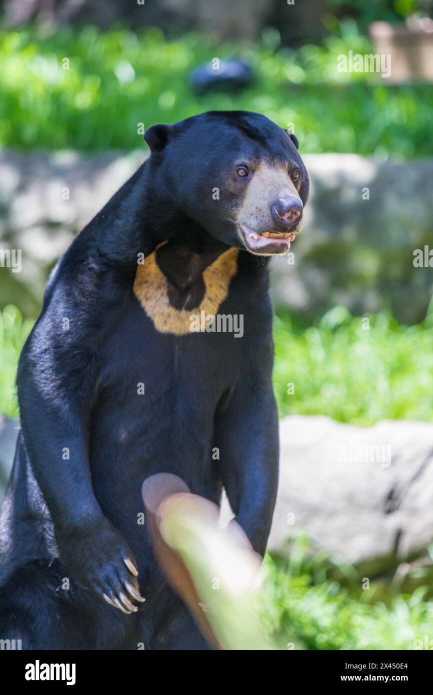 Ours malaisien debout, Helarctos malayanus. Banque D'Images