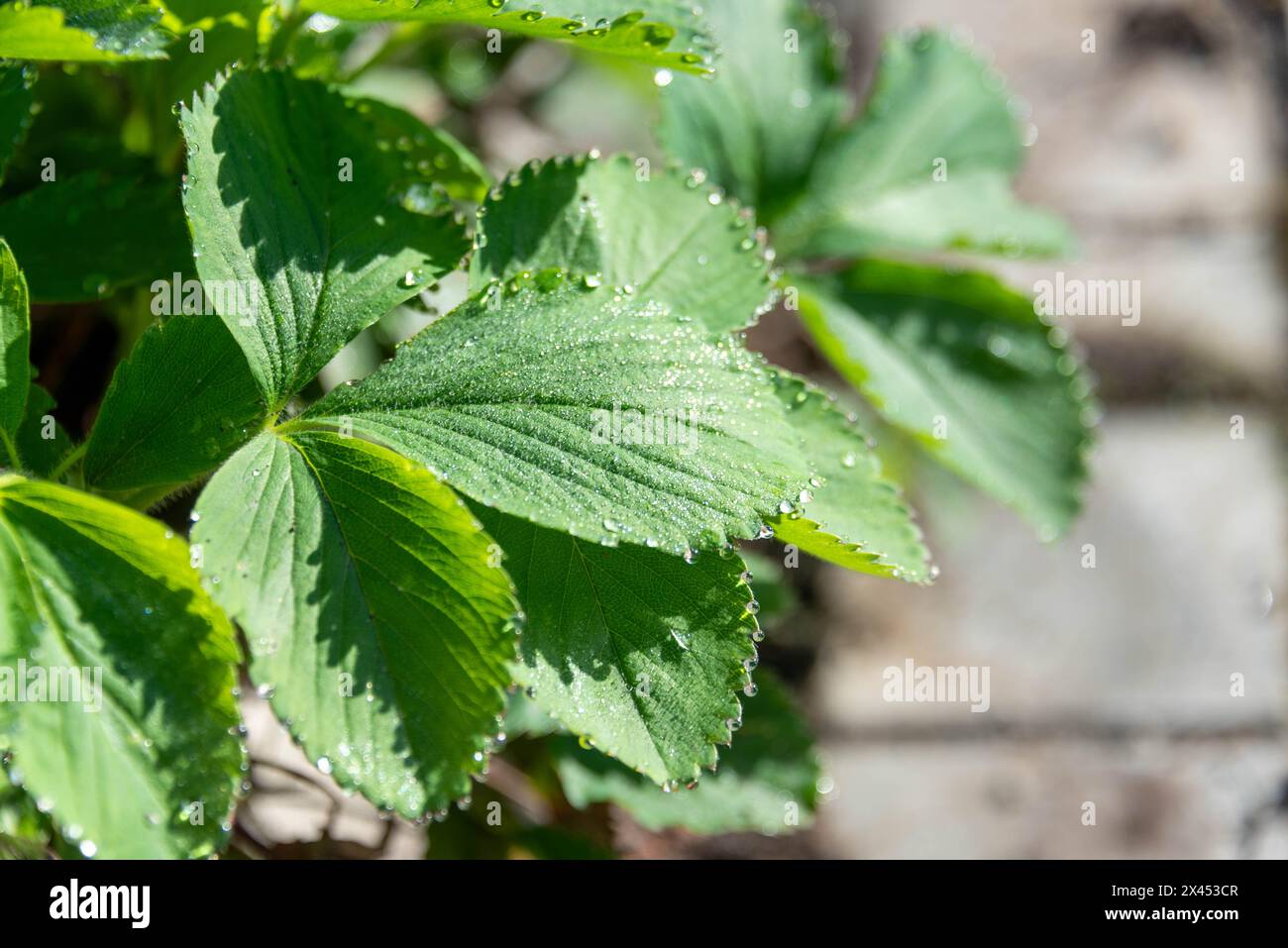 Feuilles de violet vert avec des gouttes de rosée à la lumière du soleil. Fleurs de jardin. Banque D'Images