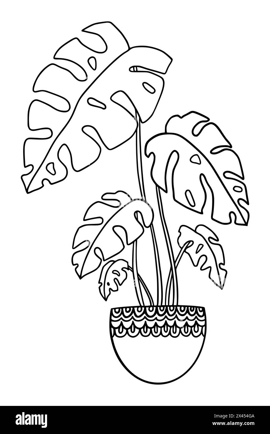 Jolie plante Monstera dessinée à la main en pot. Dessin vectoriel de la plante de maison. concept de jardin urbain. Plante tropicale utilisée à l'intérieur. Conception Illustration de Vecteur